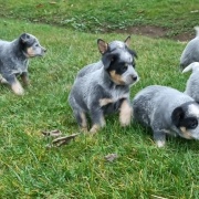 Ganadero Australiano
