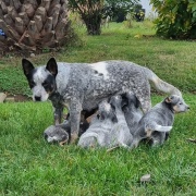 Ganadero Australiano