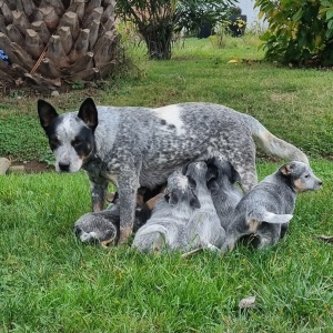 Ganadero Australiano
