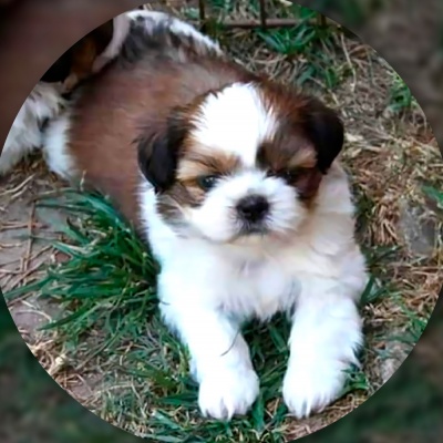 Shih Tzu