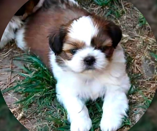 Shih Tzu