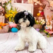 Shih Tzu