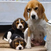 Beagles