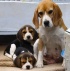 Beagles