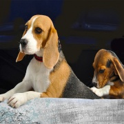 Beagles