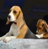 Beagles