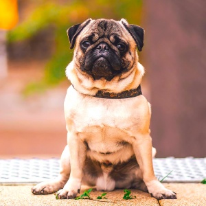 Pug