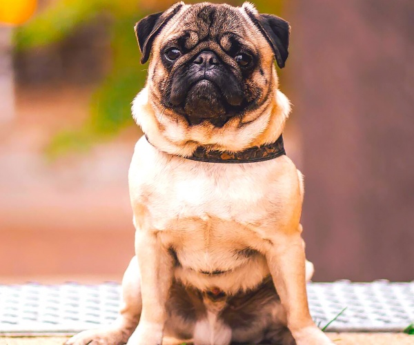 Pug