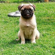 Pug