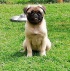 Pug