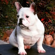 Bulldog Frances