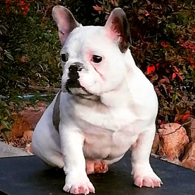 Bulldog Frances