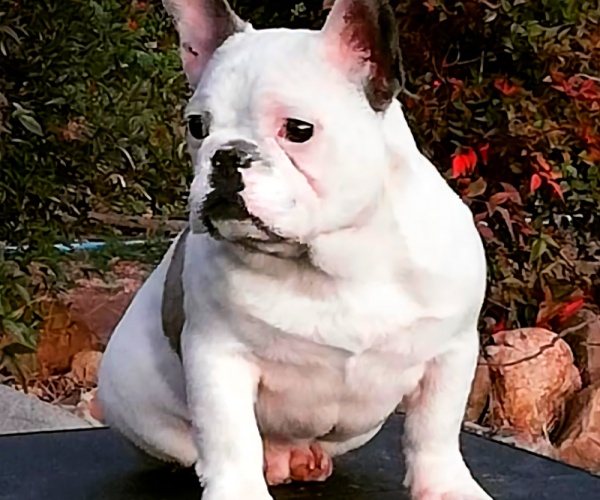 Bulldog Frances