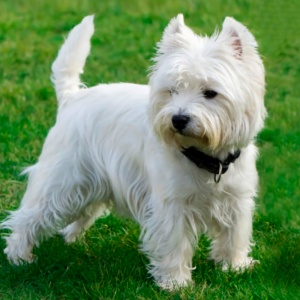 West Highland Terrier