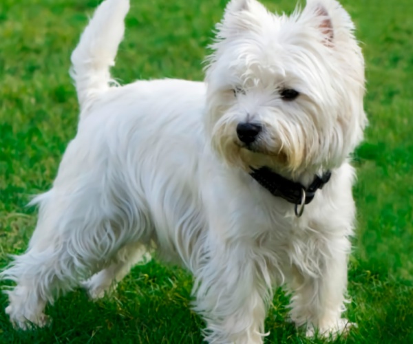 West Highland Terrier