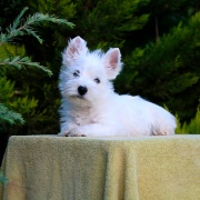 West Highland Terrier