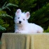 West Highland Terrier