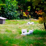 West Highland Terrier