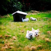 West Highland Terrier