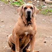 Fila Brasileiro