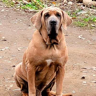 Fila Brasileiro