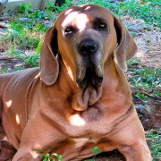 Fila Brasileiro