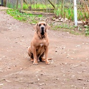 Fila Brasileiro