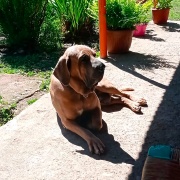 Fila Brasileiro