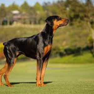 doberman