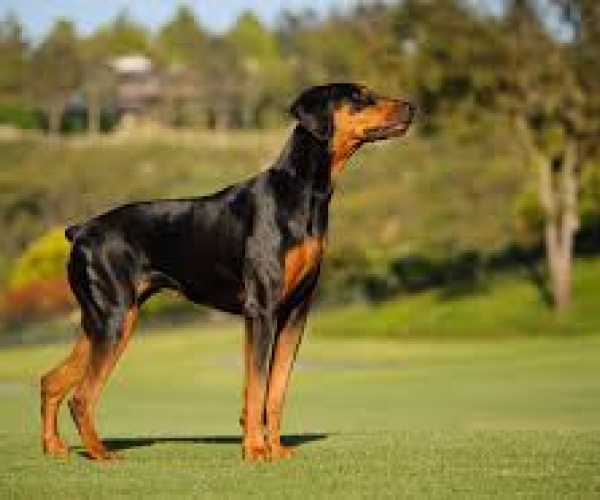 doberman